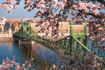 Budapest, Hungary: Blooming almond tree. Liberty bridge on the background. Spring weather.