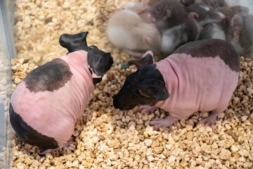Skinny pig in a box for display to customers who are interested in buying and raising them.