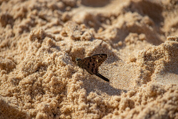 dorantes longtail on the beach sand