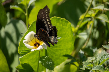 Polydamas swallowtail butterfly in a flower