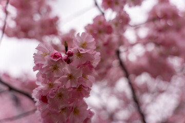Close-up shot of pink Sakura flowers on a branch.