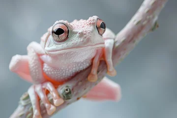 Deurstickers frog on a trunk © paul