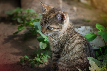 Beautiful little cat in the summer garden