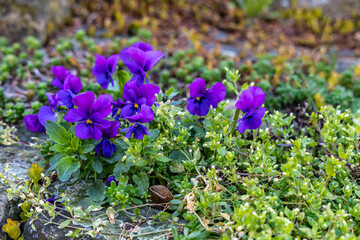 Blue violets flowers grow outdoors