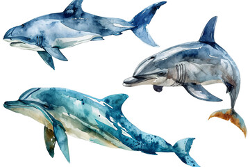 Hand drawn watercolor dolphin sea animals illustration on transparent background