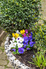 Pansy flowers and boxwood bush grow in a stone garden pot