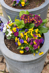 Primroses and pansies grow in a metal pot outside