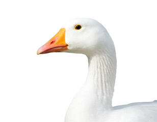 Weiße Gans isoliert auf weißen Hintergrund, Freisteller