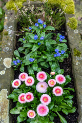 Marguerite daisies and blue flowers are blooming in a flowerbed