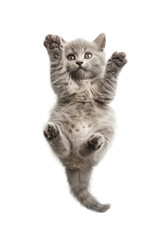 Fototapeta premium A playful kitten is lying on back, top view, isolated on white or transparent background, png clipart, design element. Easy to place on any other background.