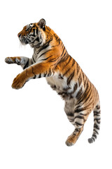 A big tiger is leaping into the air isolated on white or transparent background, png clipart, design element. Easy to place on any other background.