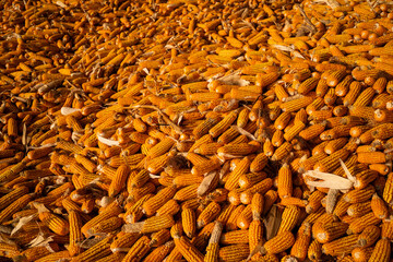 A pile of corn is shown in a field. The corn is yellow and brown. The corn is scattered all over the ground