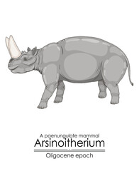Arsinoitherium, a paenungulate mammal from Oligocene epoch. It had large nasal horns and smaller frontal horns.