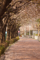 桜並木の春の道