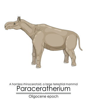 Paraceratherium, a hornless rhinocerotoid, a large terrestrial mammal