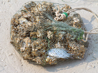 Netz mit Austern am Strand von Hua hin Thailand