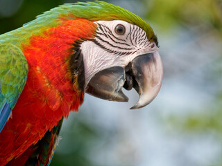 Harlekin-Ara Portrait