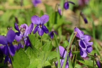 Duftveilchen (Viola odorata).