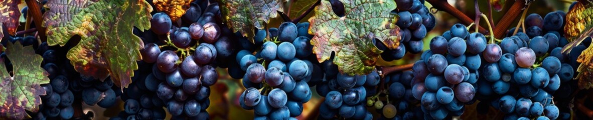 Close-up of ripe blue grape clusters in a vineyard. Detailed macro shot for viticulture and enology concepts - obrazy, fototapety, plakaty