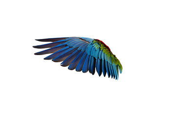 greenwing macaw  wings isolated on white background. This has clipping path.