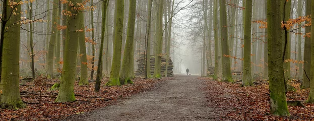 Fototapeten footpath in the forest © AlexZlat