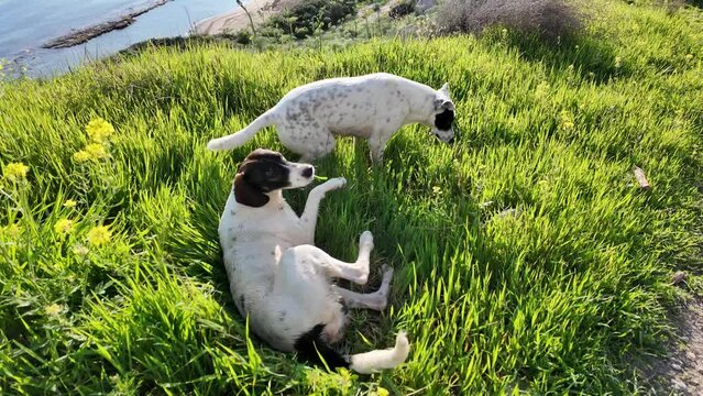 Two dogs frolic on the seashore in the grass, on a bright sunny day