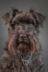 Portrait of a schnauzer