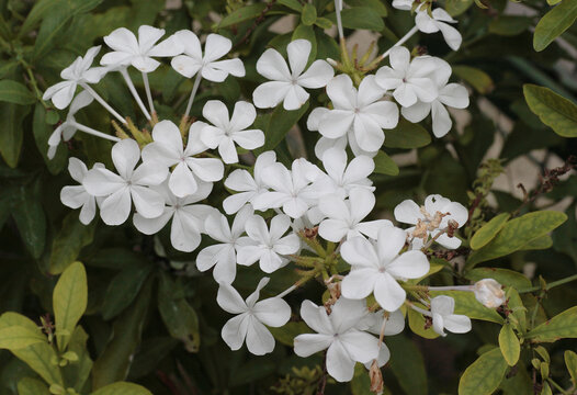 Plumbago auriculata ''Alba', also known as the Cape leadwort, or Cape plumbago