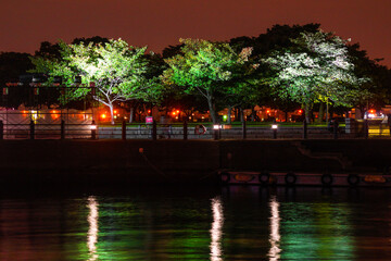 夜の公園を照らすカラフルな木々