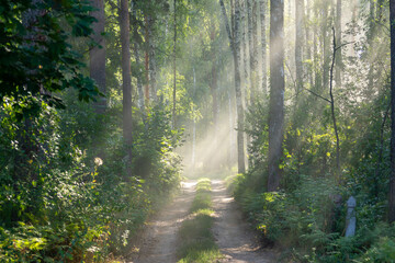 Obraz premium Morning, spring beautiful forest landscape. Trees and light passing through them.