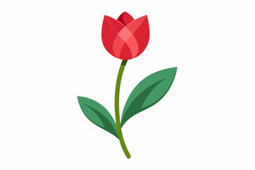 Tulip flower with stem and dark green leaves, vector illustration