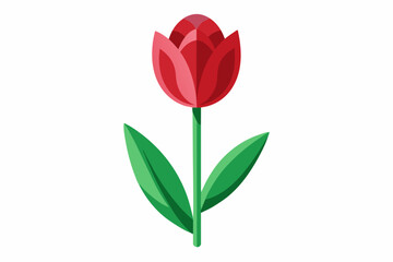 Tulip flower with stem and dark green leaves, vector illustration