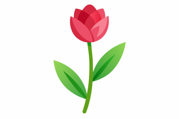 Tulip flower with stem and dark green leaves, vector illustration