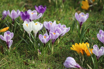 purple crocus flowers in spring, Violet Giant Dutch, Crocus vernus.
