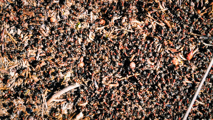 texture of a ants