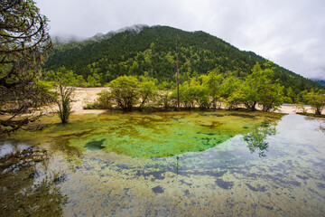 Huanglong colorful pond and spruce trees in Sichuan, China