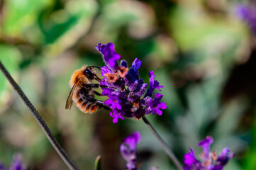 Bumble Bee on lavender flowers