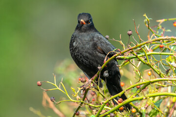Blackbird in the Roses
