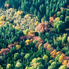 vue aérienne de forêt à l'automne en France - 760775564