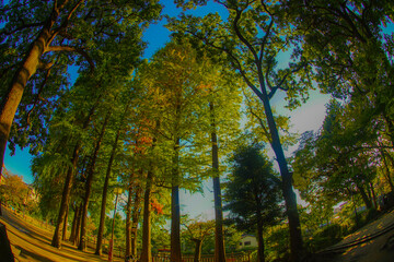 遊歩道と木々の風景