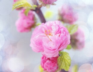 Japanese cherry branch with flowers