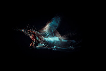 fotografia de una lechuza volando