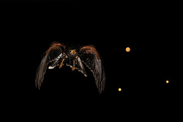 fotografia de una lechuza volando