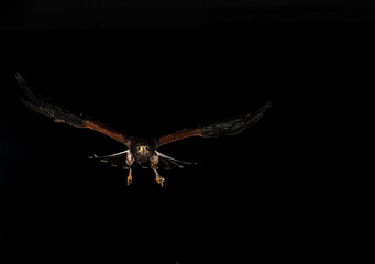 fotografia de una lechuza volando