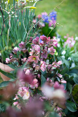 Helleborus, różowy ciemiernik	