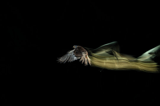 fotografia de un halcon volando