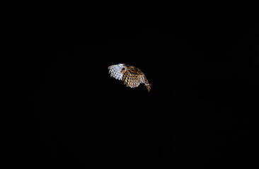 imagen de una lechuza volando con el fondo negro