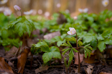 some tiny blooming wood anemones in a forest in spring