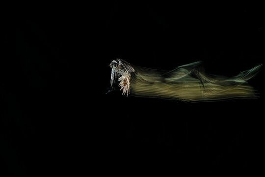 fotografia de un halcon volando