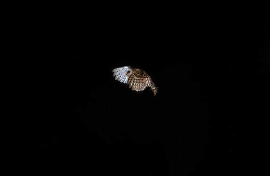 imagen de una lechuza volando con el fondo negro